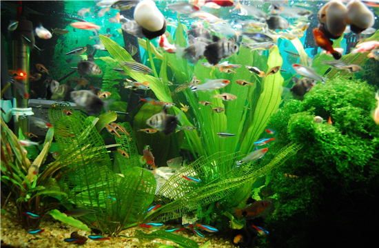 能幫助提升運勢的客廳物件有哪些？