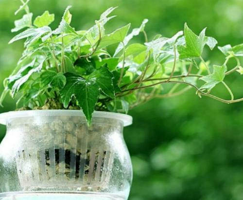 新裝修的別墅如何去除甲醛